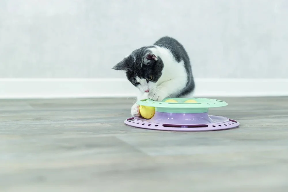 Junior Kitten Circle - Image 5
