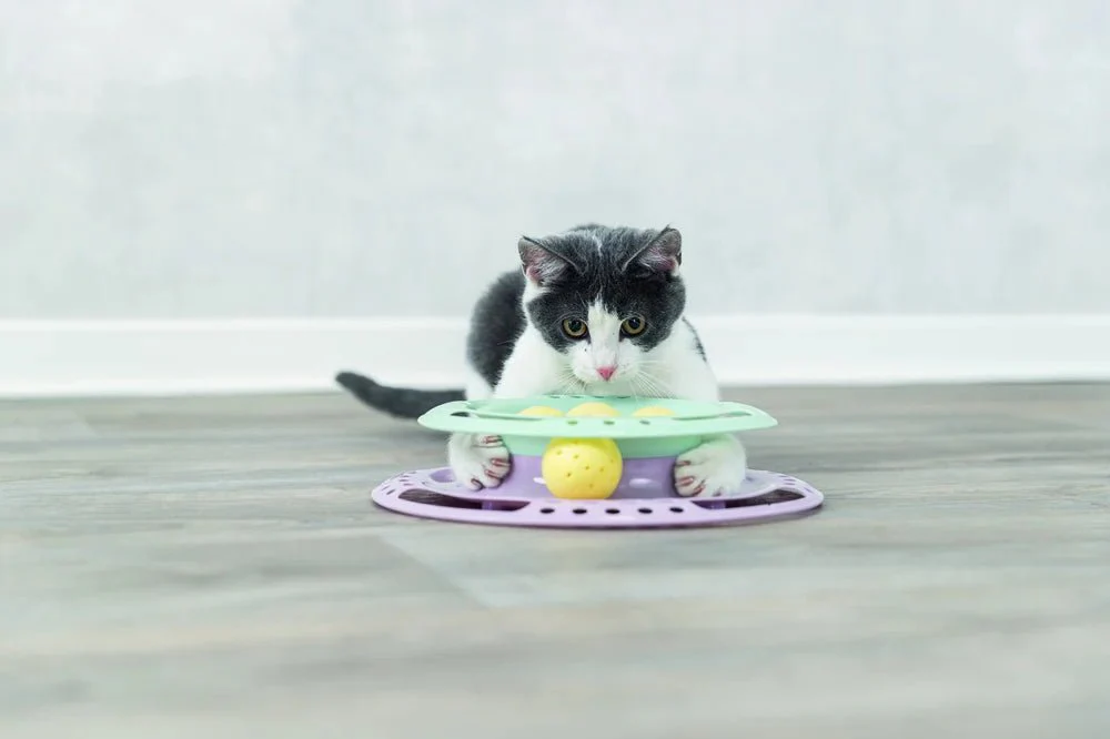 Junior Kitten Circle - Image 6