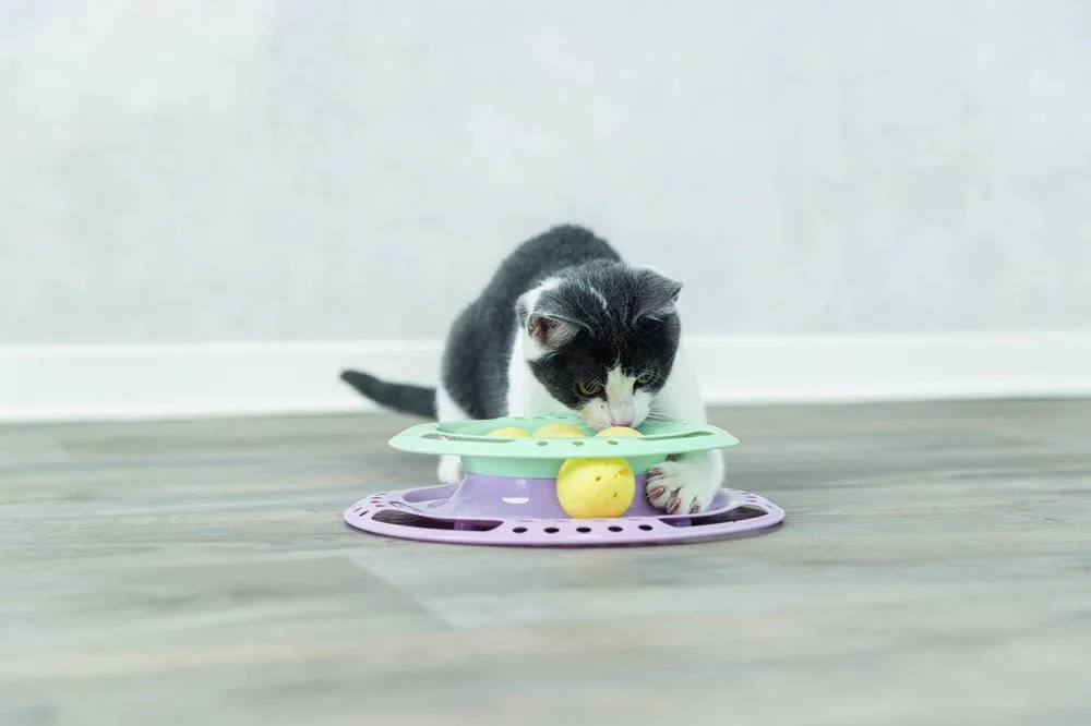 Junior Kitten Circle - Image 7