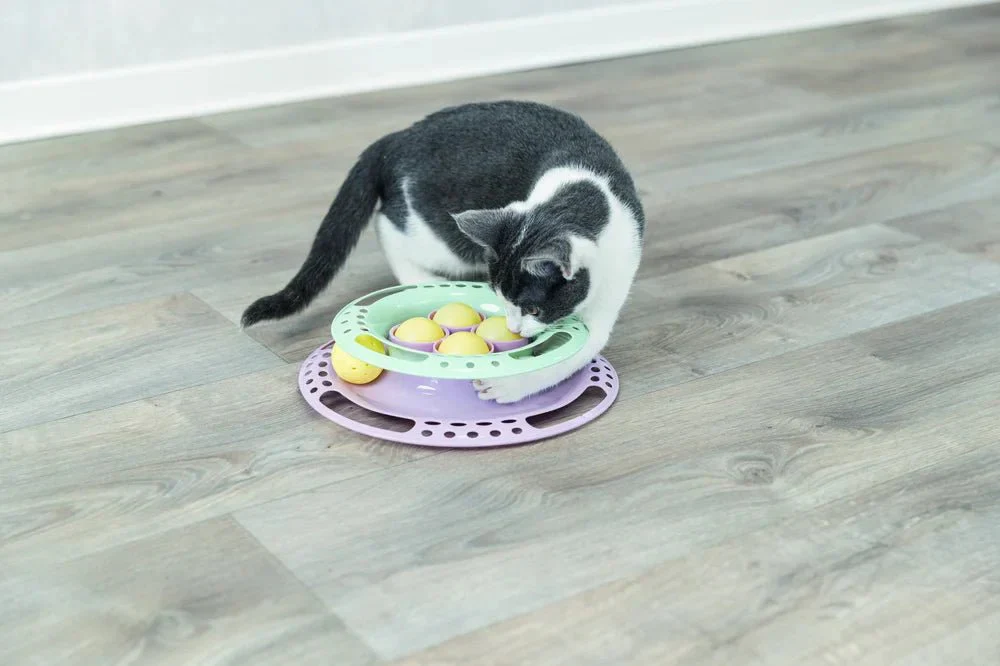 Junior Kitten Circle - Image 8