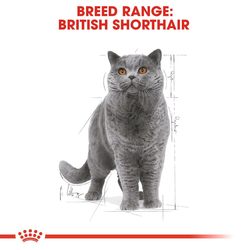Royal Canin British Shorthair Gravy - Image 3