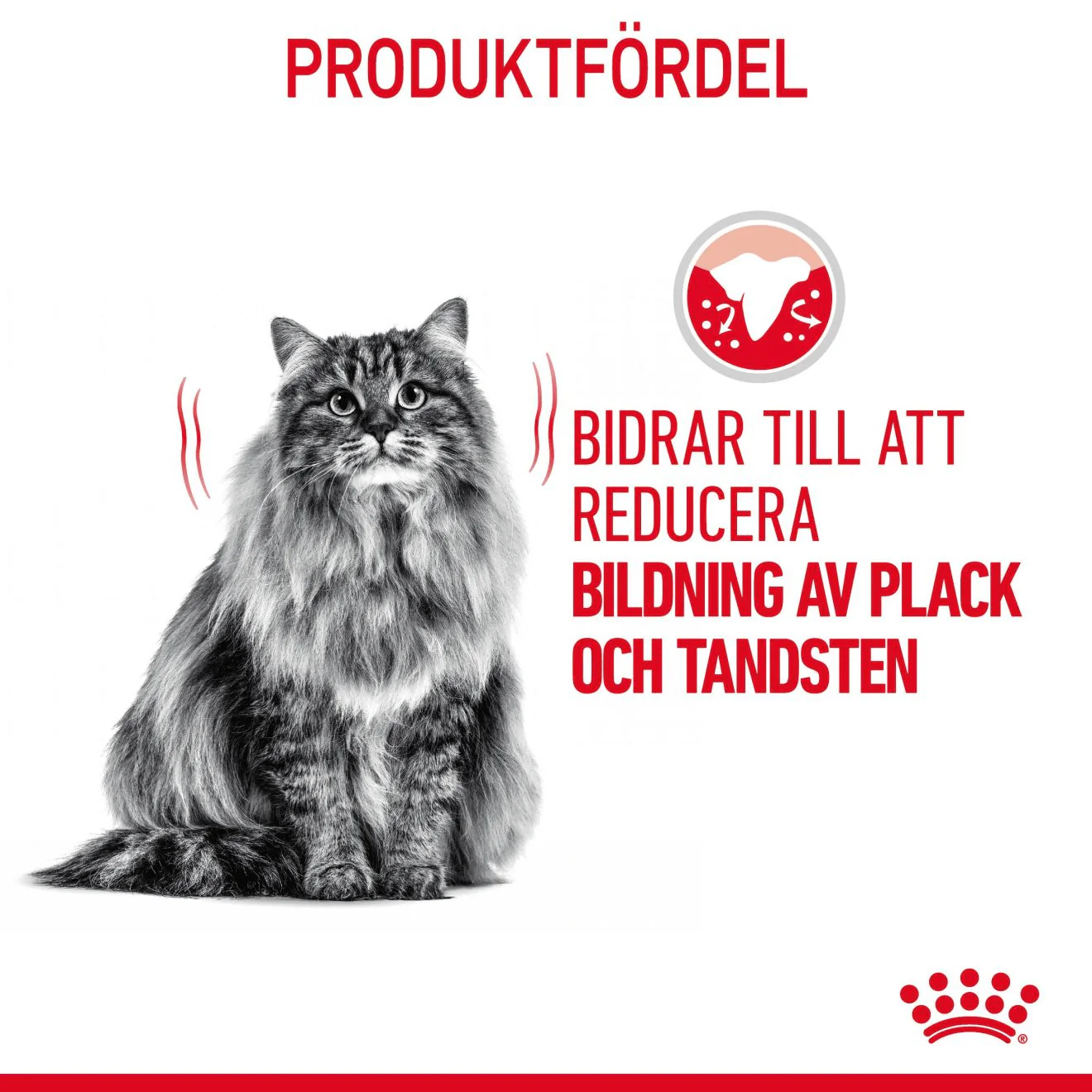 Royal Canin Dental Care Adult - Image 4