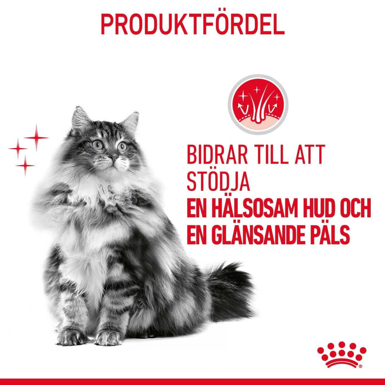 Royal Canin Hair & Skin Gravy - Image 3
