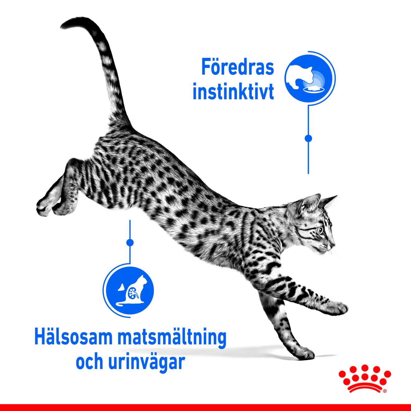 Royal Canin Indoor Gravy - Image 2