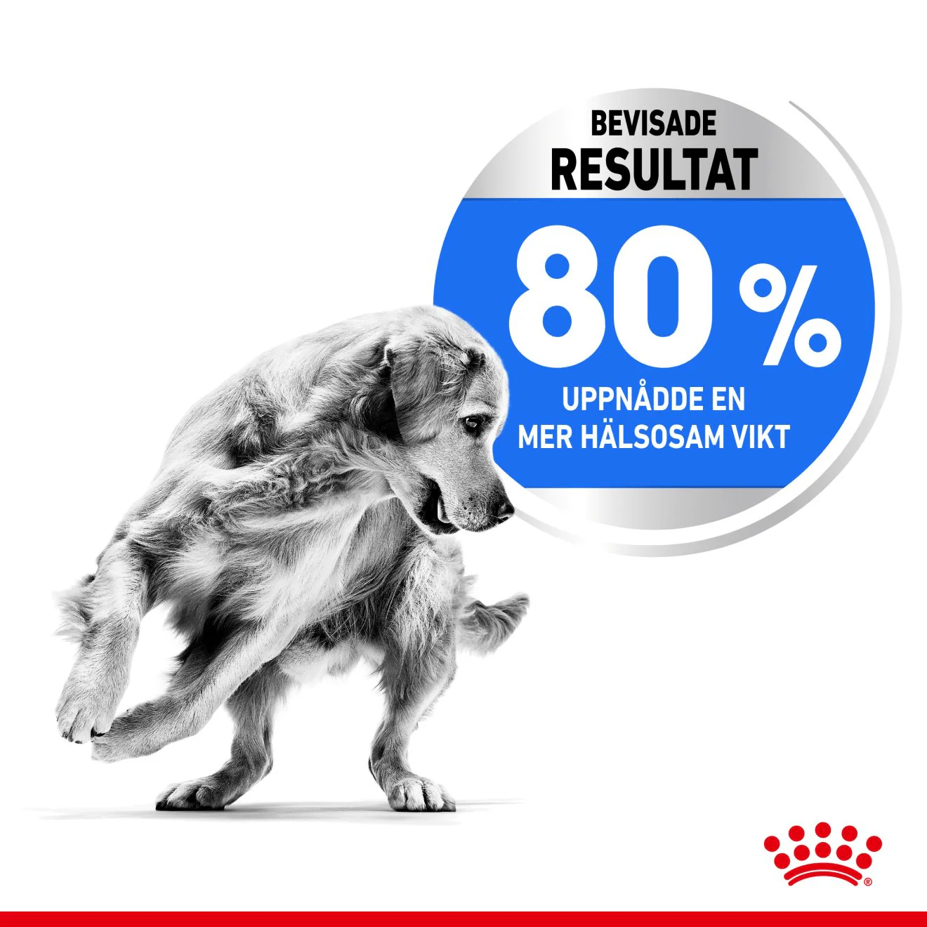 Royal Canin Light Weight Care Medium - Image 2