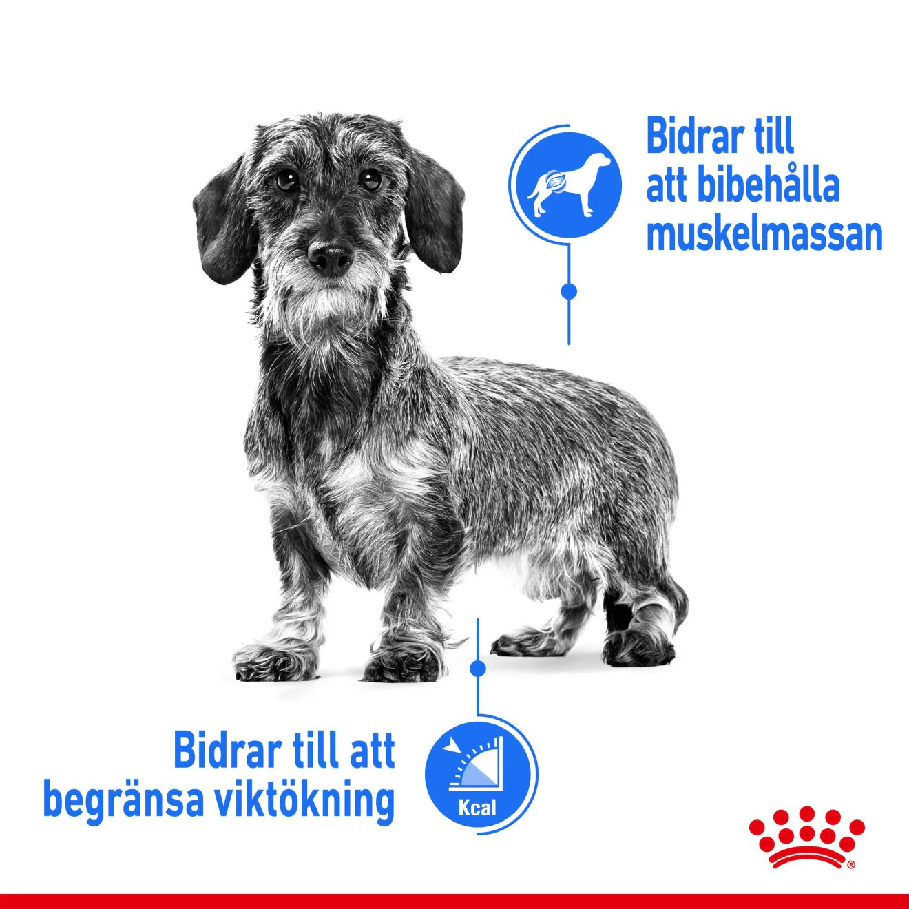 Royal Canin Light Weight Care Mini - Image 2