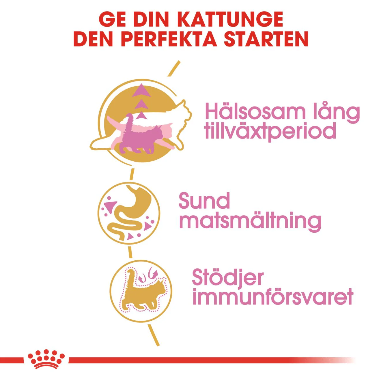Royal Canin Maine Coon Kitten - Image 3