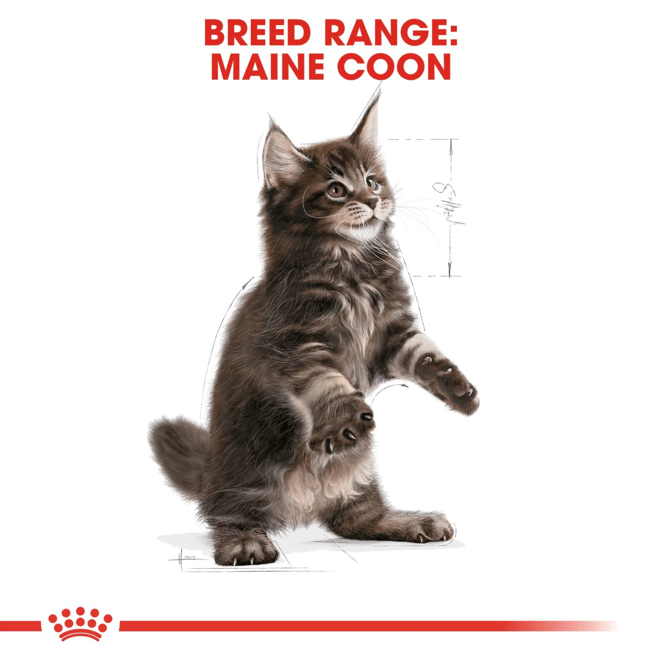 Royal Canin Maine Coon Kitten - Image 5
