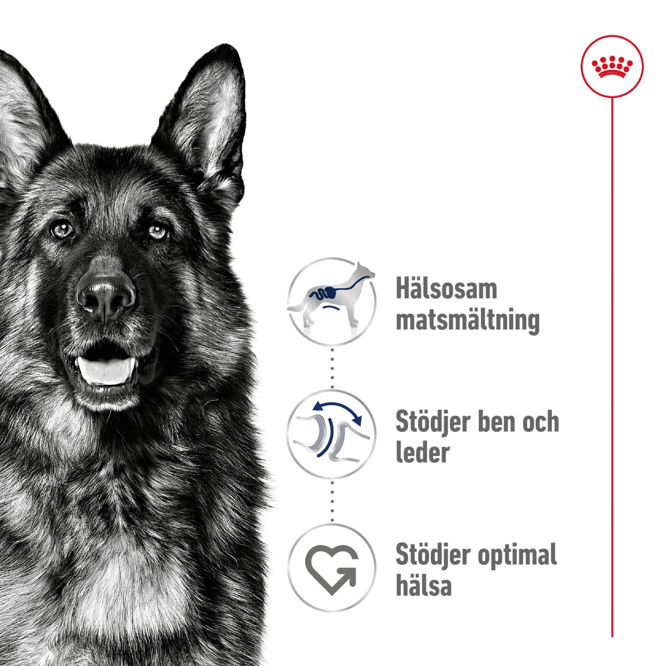 Royal Canin Maxi Adult - Image 2