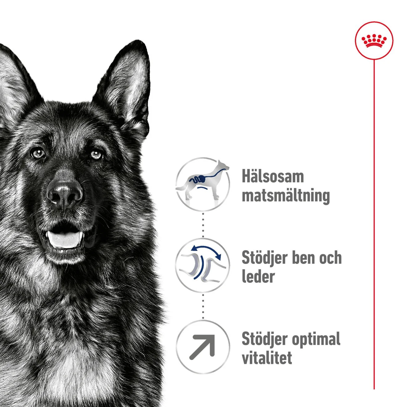 Royal Canin Maxi Adult 5+ - Image 2