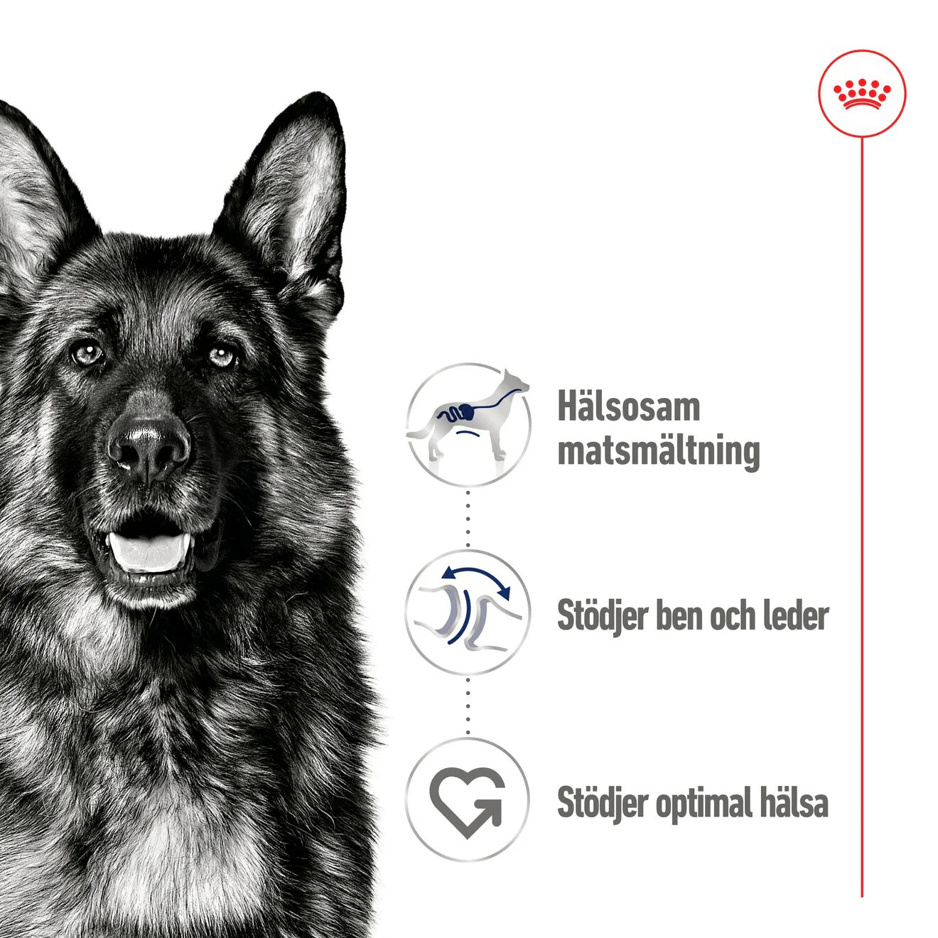 Royal Canin Maxi Adult Loaf Can - Image 2