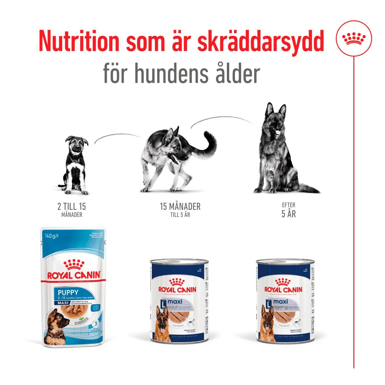 Royal Canin Maxi Adult Loaf Can - Image 4