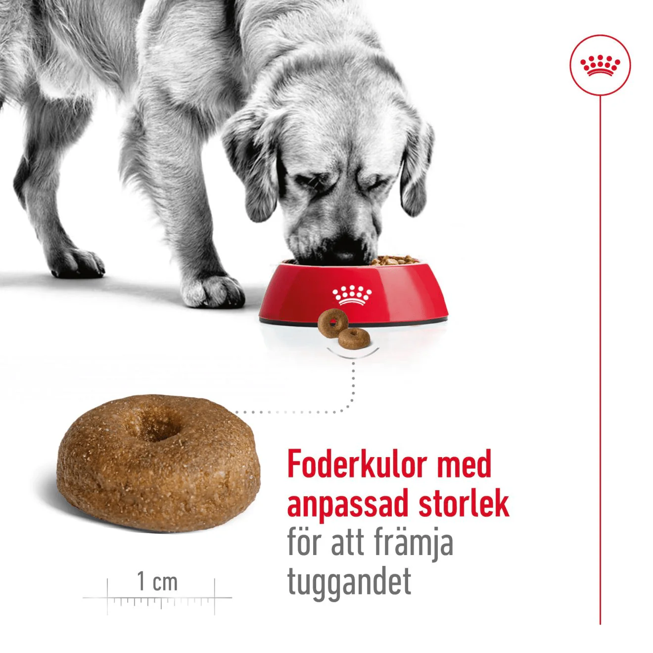 Royal Canin Maxi Ageing 8+ - Image 4