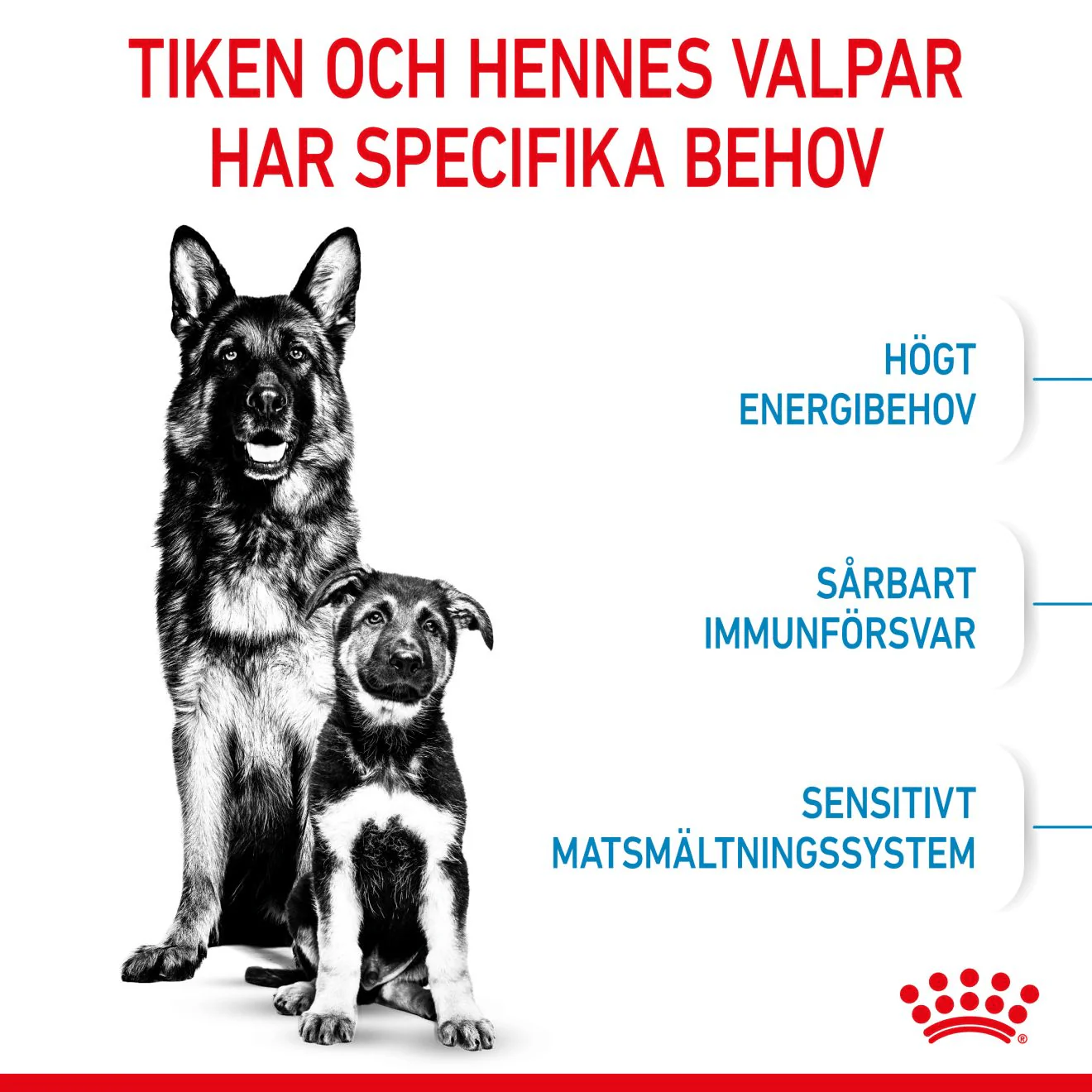 Royal Canin Maxi Starter Mother & Babydog - Image 3