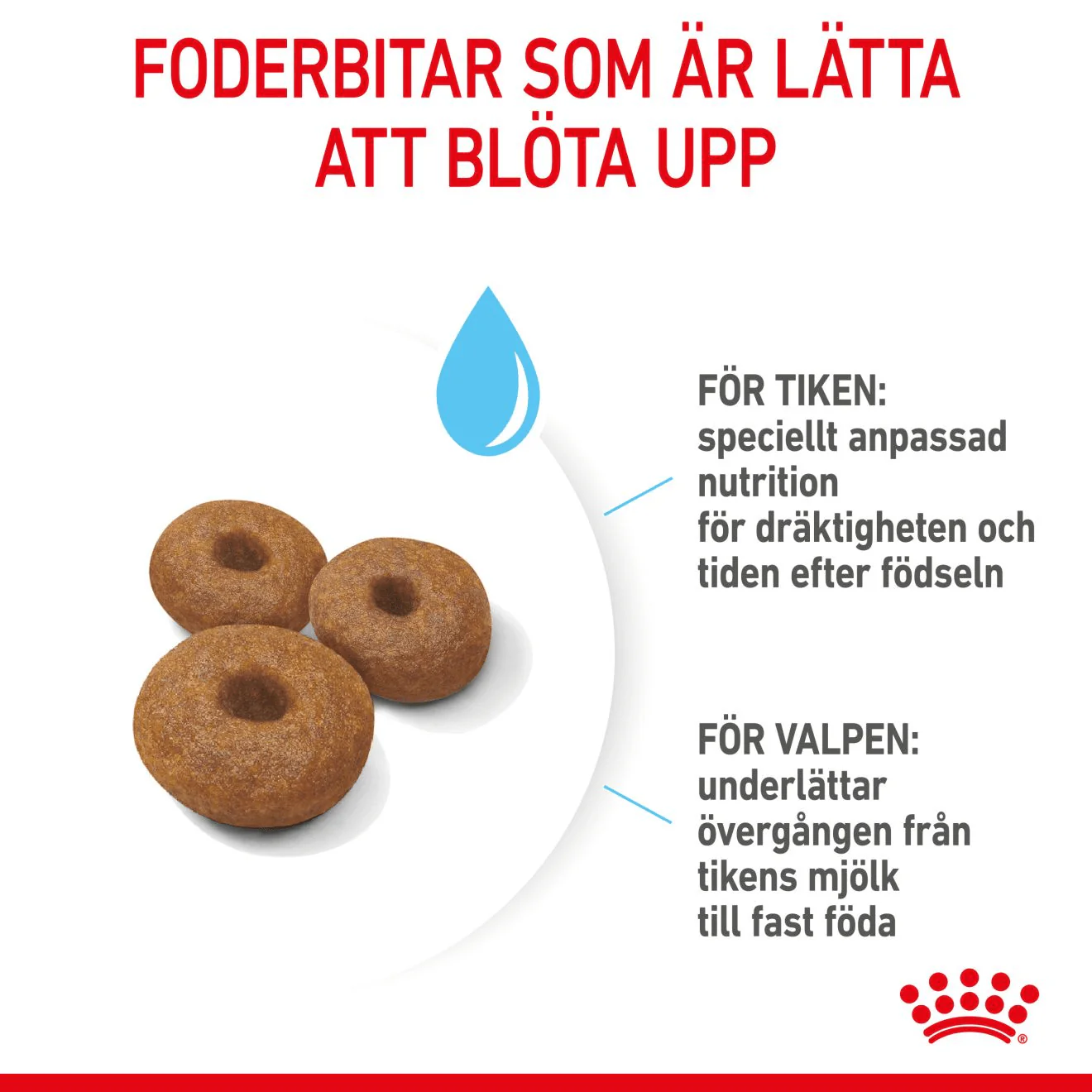 Royal Canin Maxi Starter Mother & Babydog - Image 5