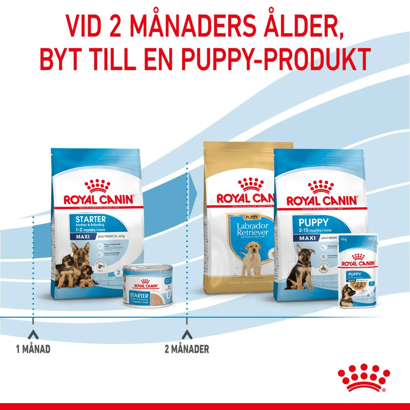 Royal Canin Maxi Starter Mother & Babydog - Image 6