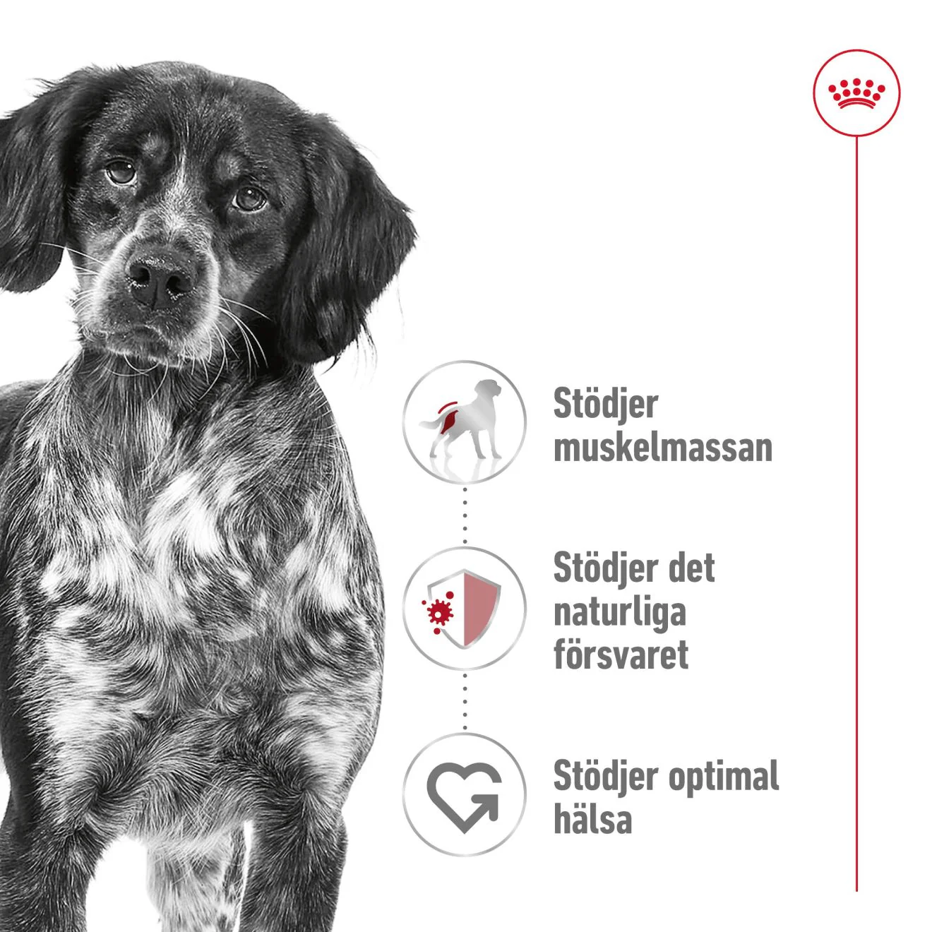 Royal Canin Medium Adult - Image 2