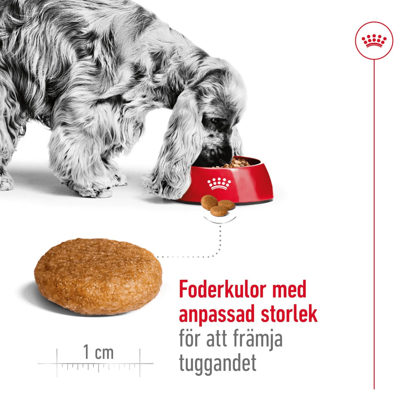 Royal Canin Medium Adult - Image 4
