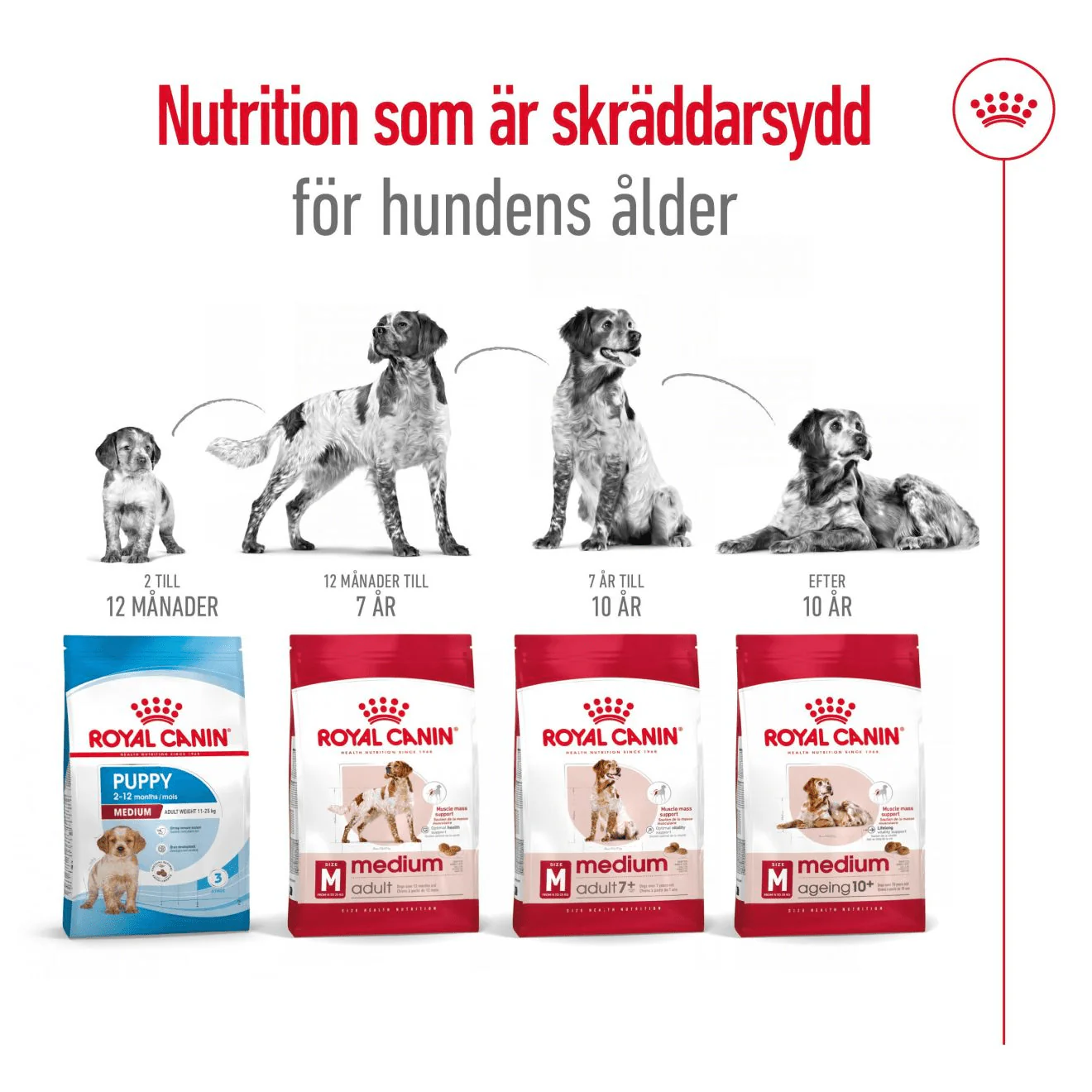 Royal Canin Medium Adult - Image 5