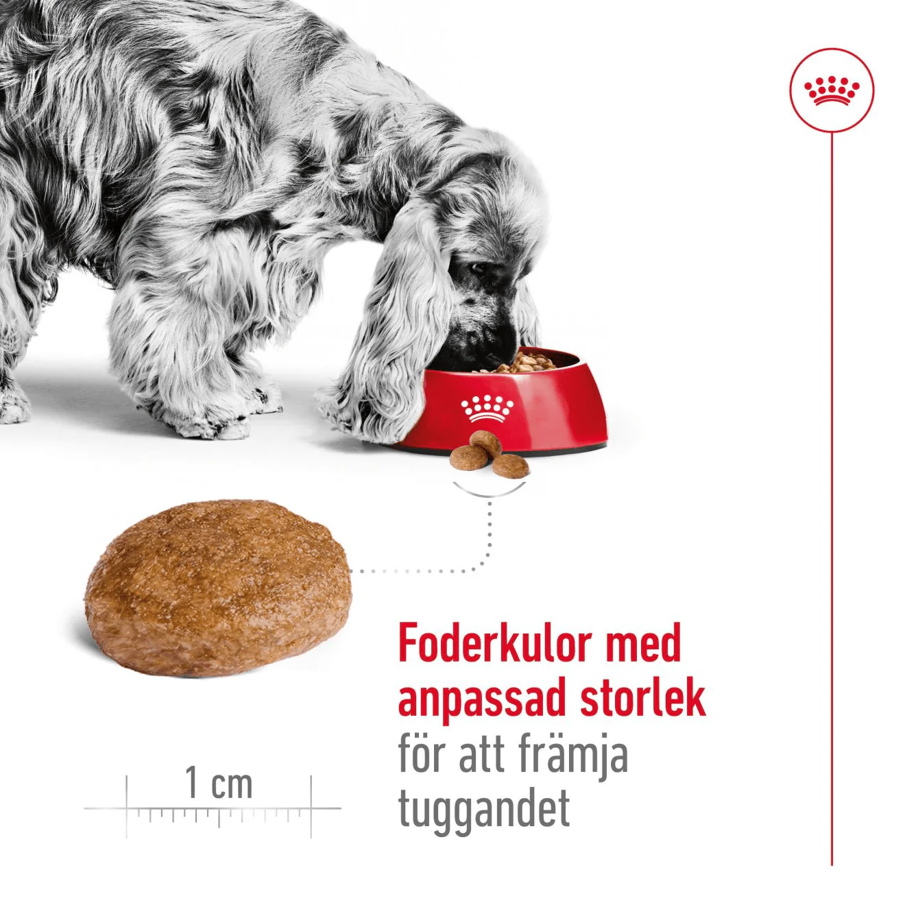 Royal Canin Medium Adult 7+ - Image 4