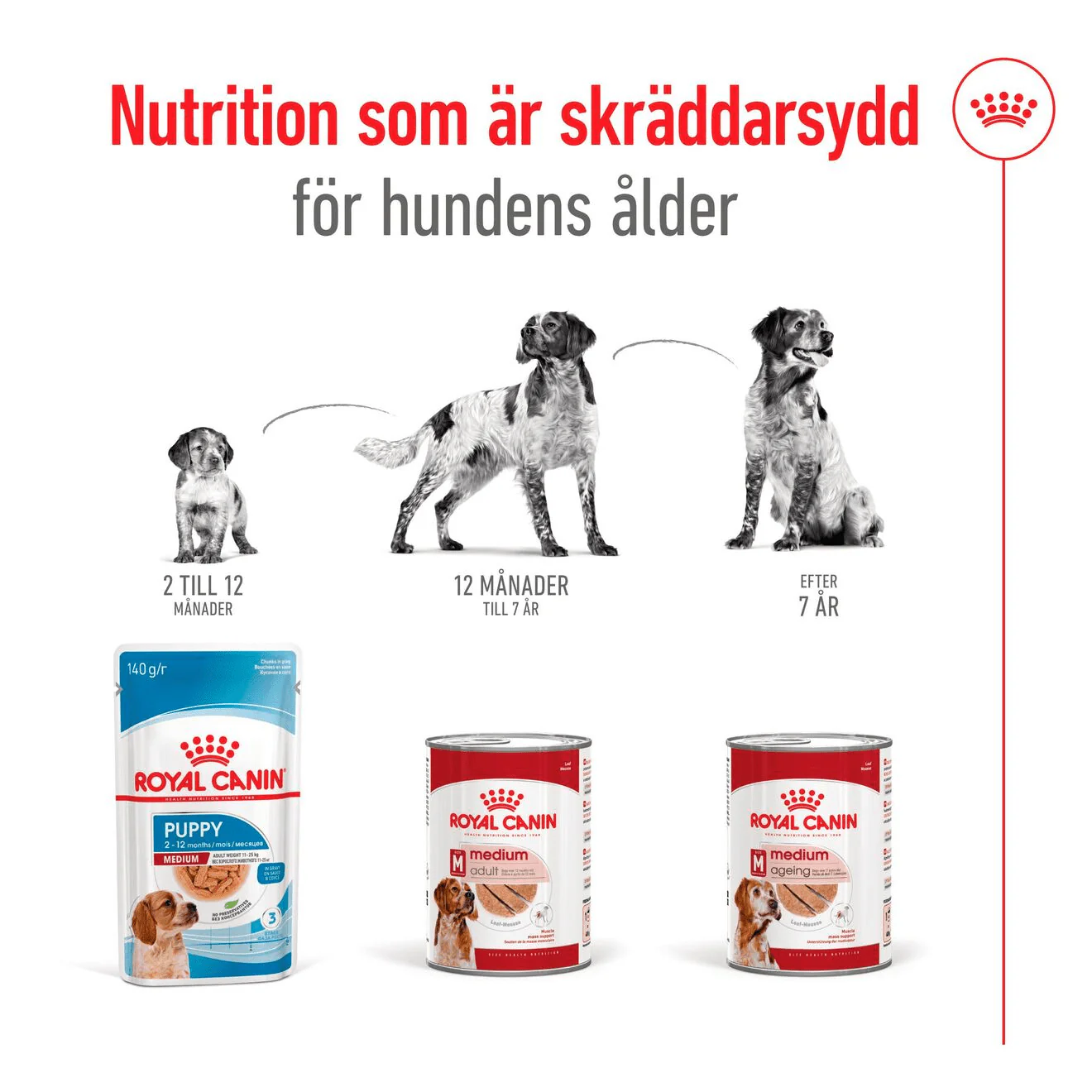Royal Canin Medium Adult Loaf Can - Image 4