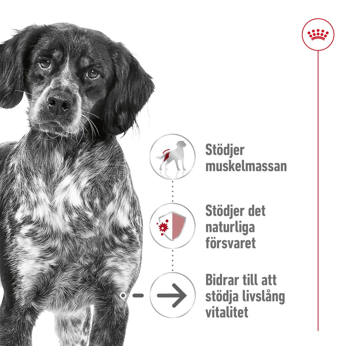 Royal Canin Medium Ageing 10+ - Image 2