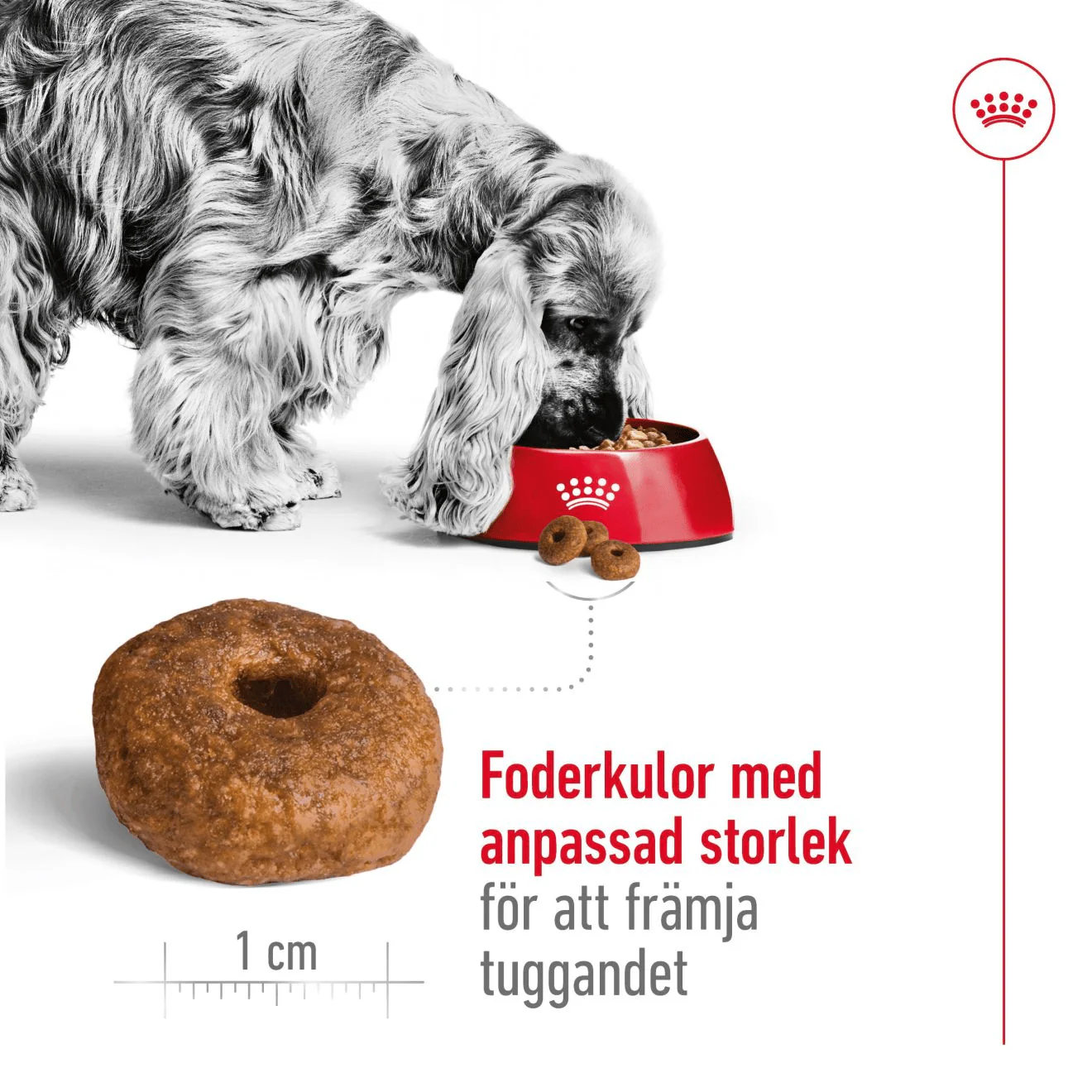 Royal Canin Medium Ageing 10+ - Image 4