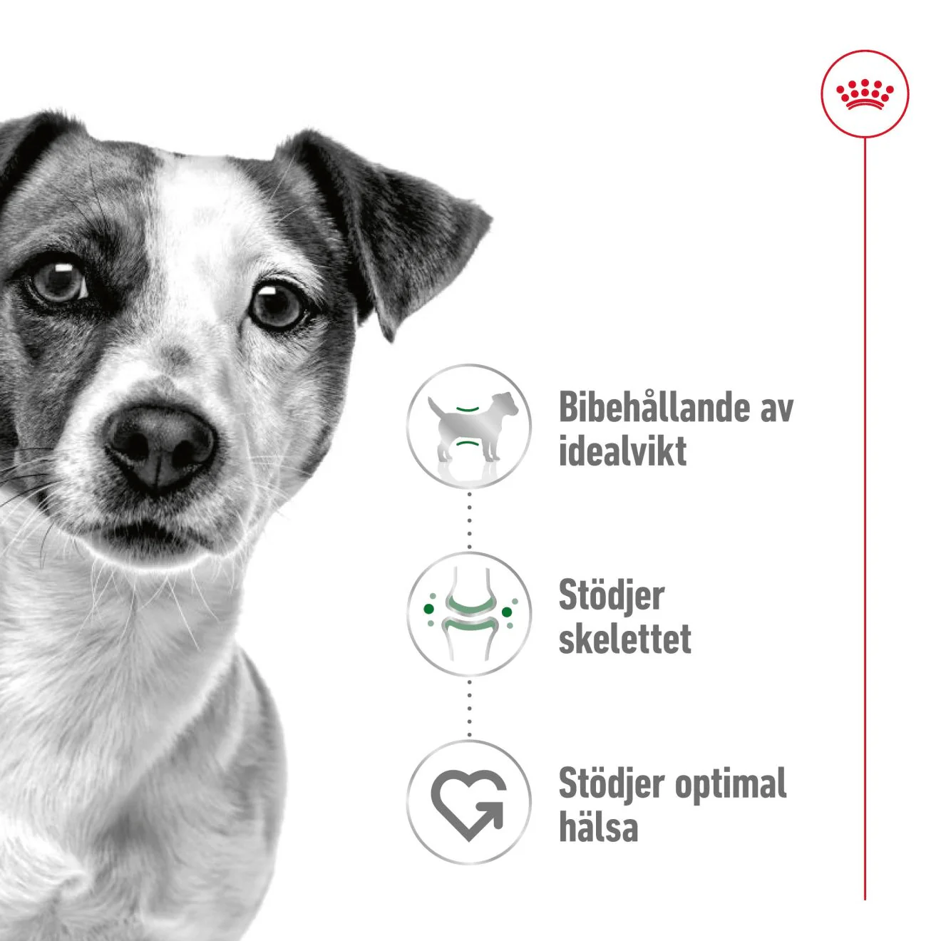 Royal Canin Mini Adult - Image 3