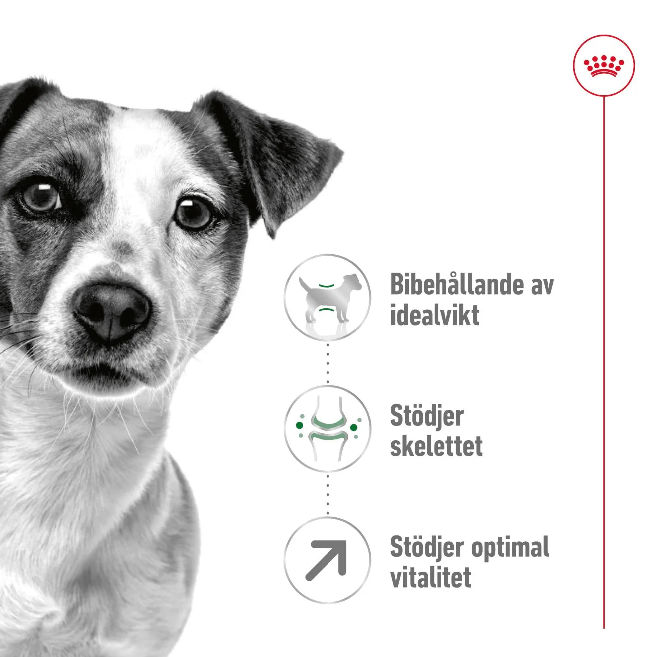 Royal Canin Mini Adult 8+ - Image 2