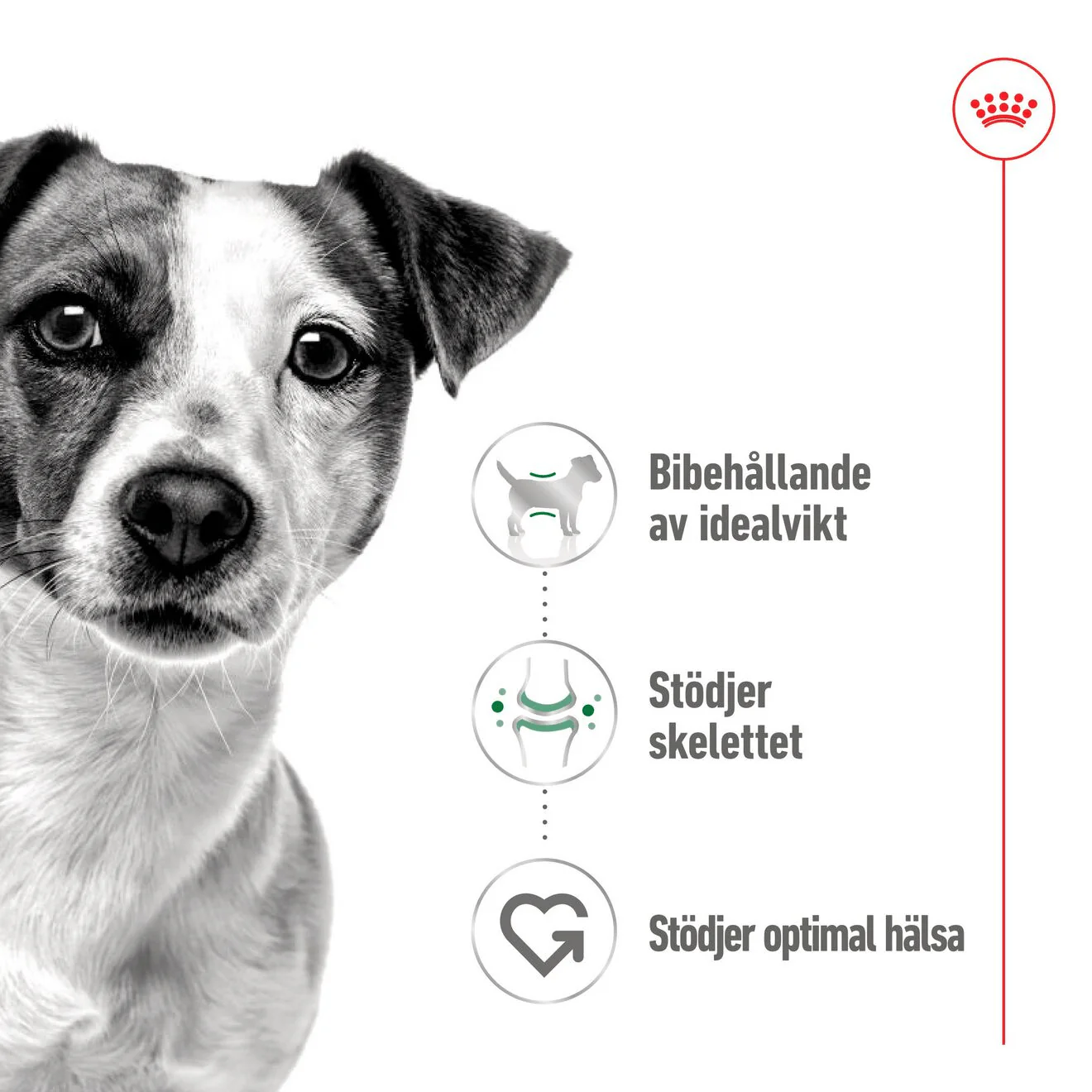 Royal Canin Mini Adult Loaf Can - Image 2