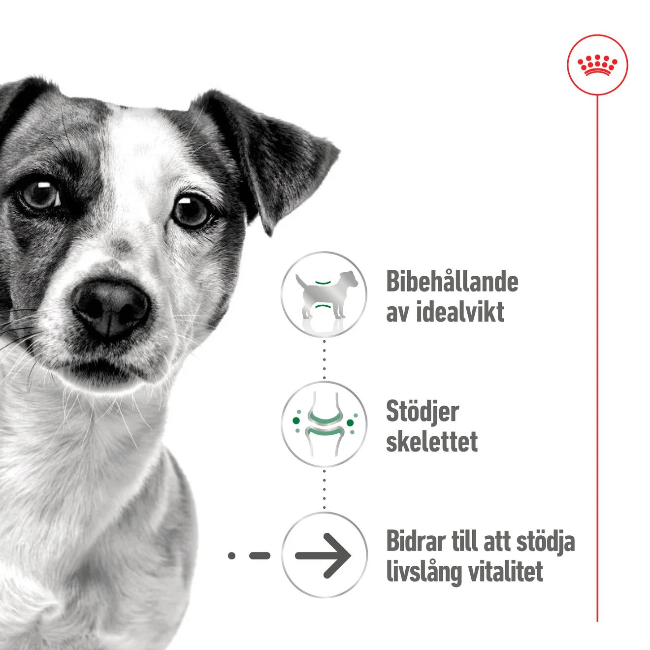 Royal Canin Mini Ageing Loaf Can - Image 2