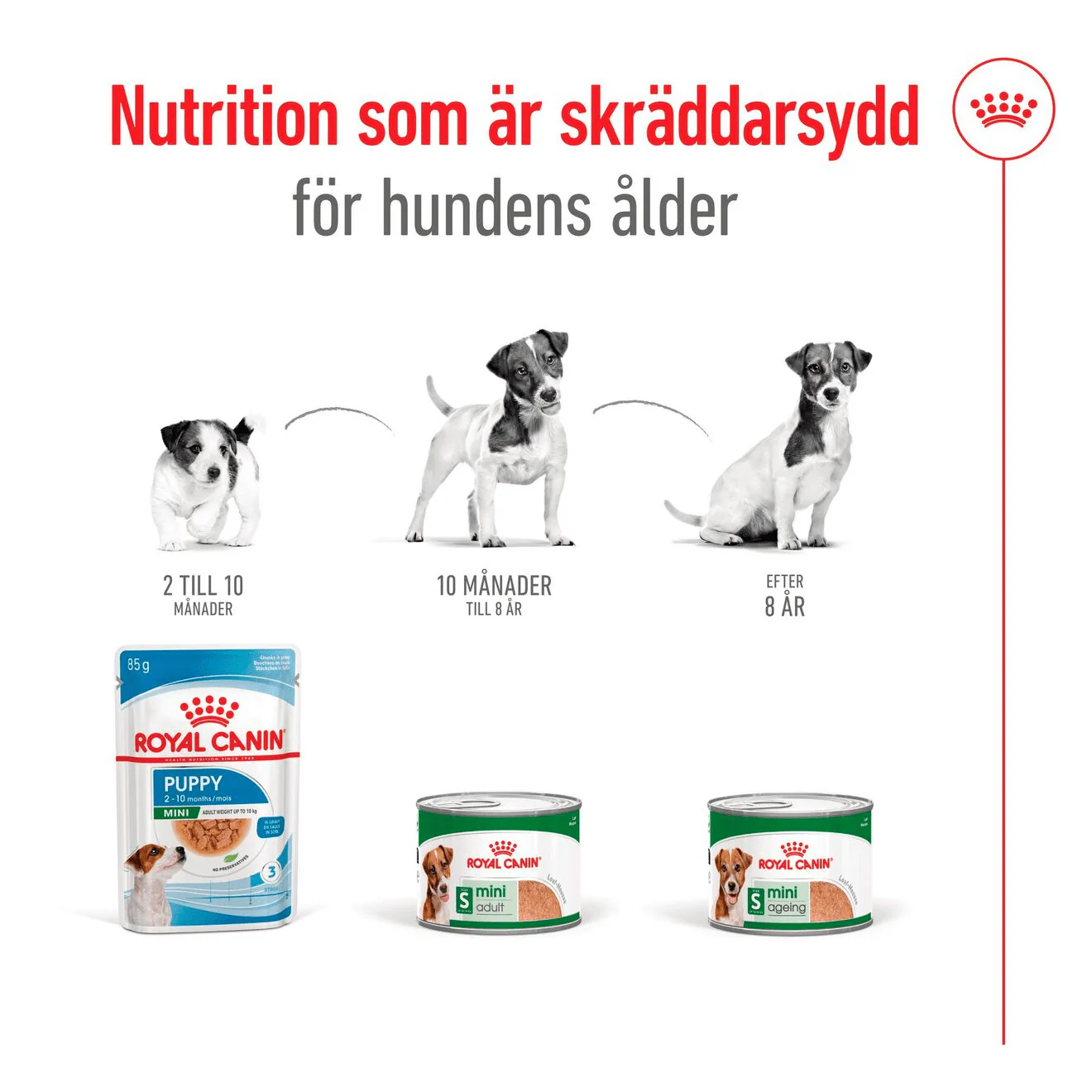 Royal Canin Mini Ageing Loaf Can - Image 4