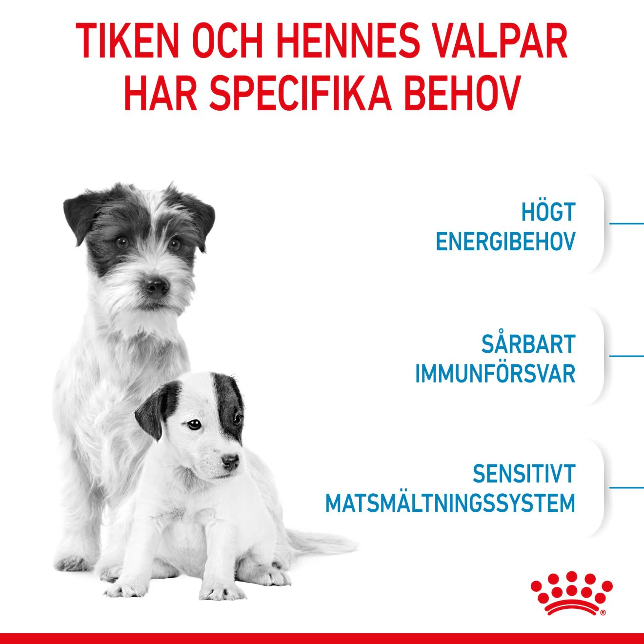 Royal Canin Mini Starter Mother & Babydog - Image 4