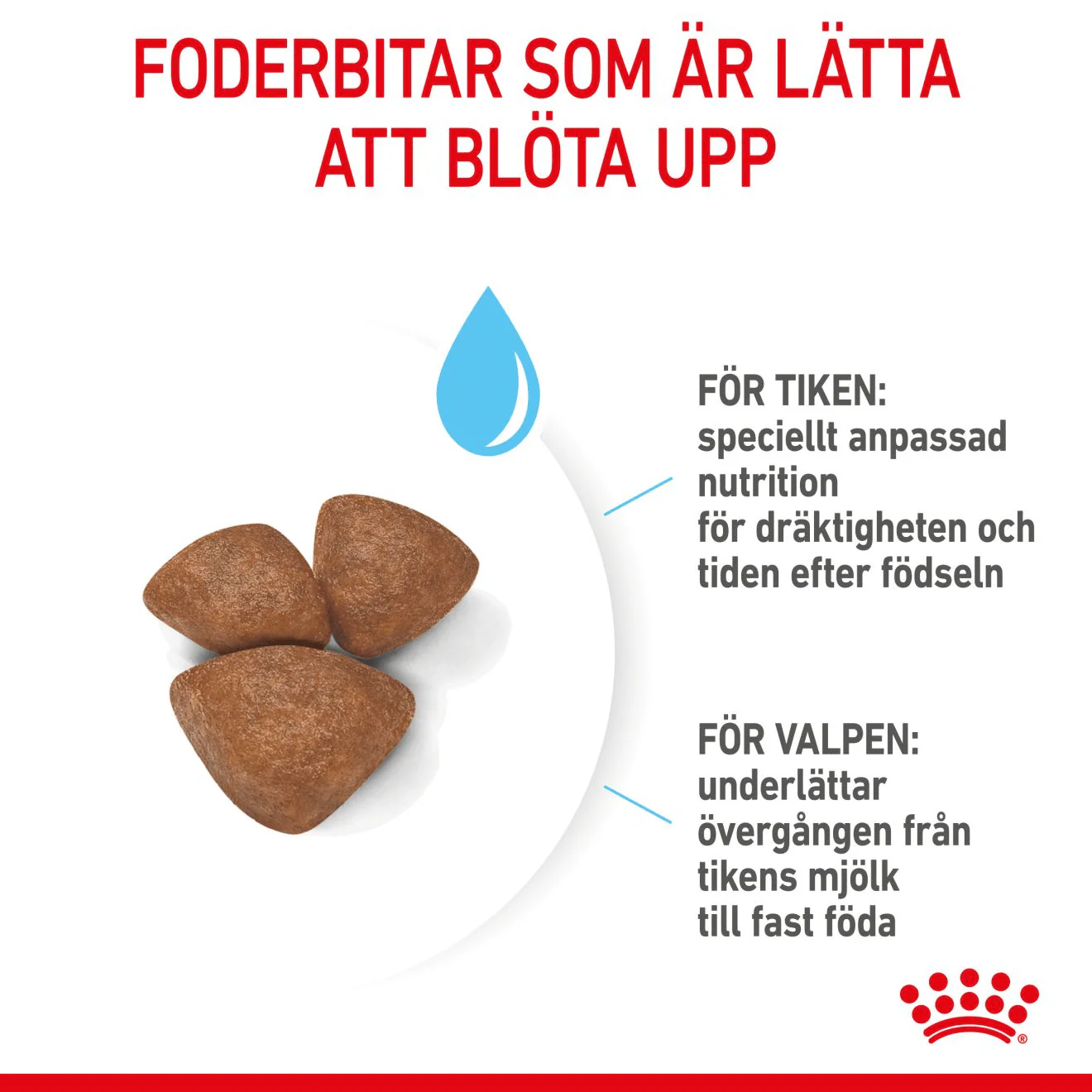 Royal Canin Mini Starter Mother & Babydog - Image 6