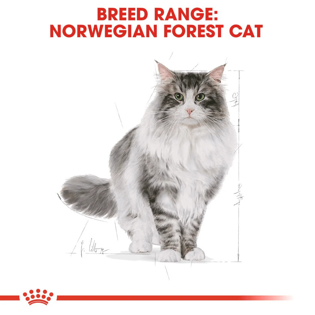 Royal Canin Norwegian Forest Cat Adult - Image 2