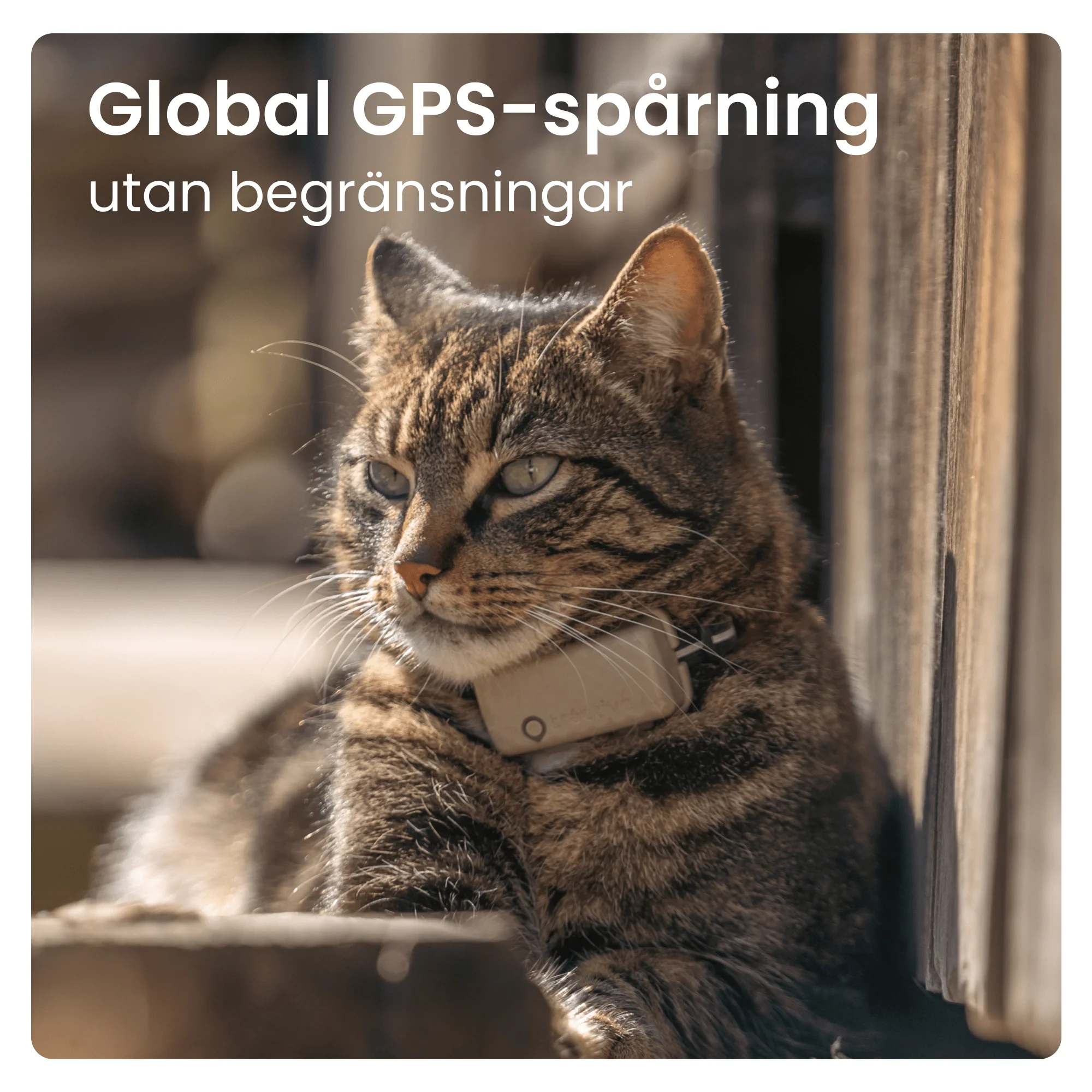 Tractive GPS CAT Mini - Image 4