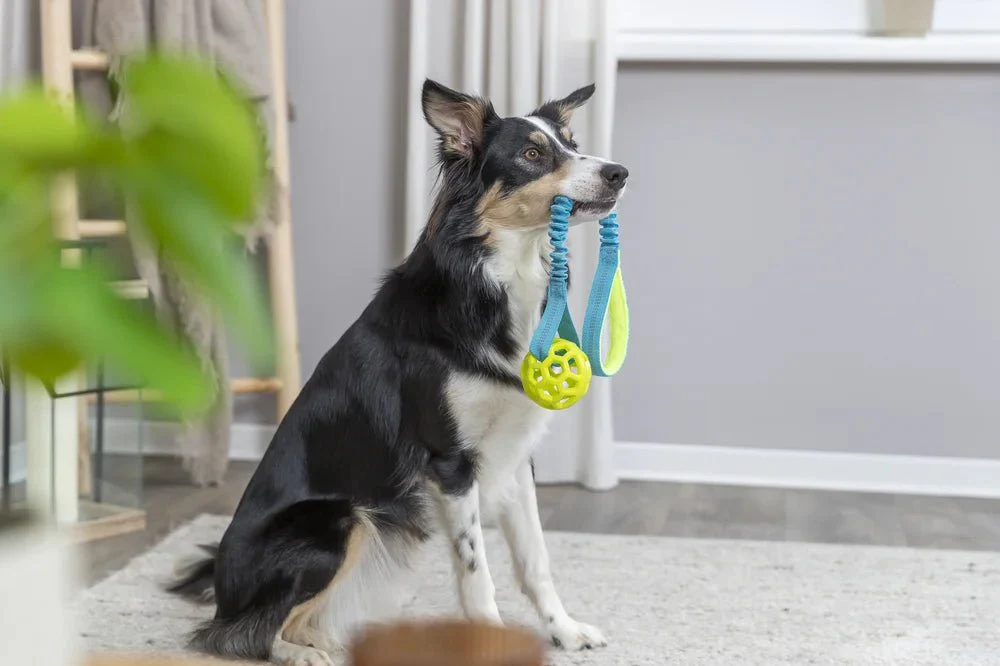 TRIXIE Bungee Tugger med boll, petrol/lime - Image 7