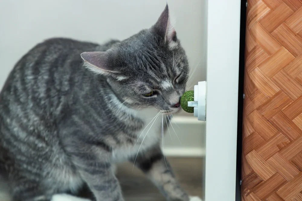 TRIXIE Catnipboll med hållare - Image 8